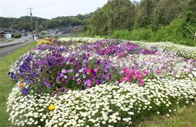 ボランティア花壇(須子)