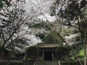 諏訪神社（さくら）(2)