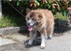 犬