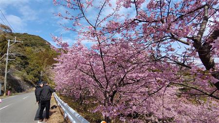 河津桜の写真をとる方