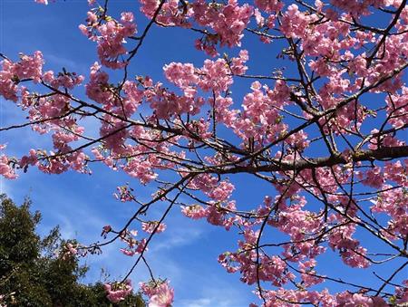 深海町河津桜と青い空