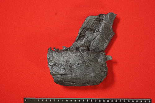 発見された日本初のティラノサウルス科の下あご化石の画像