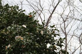 白椿花
