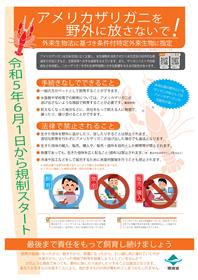 アメリカザリガニ1