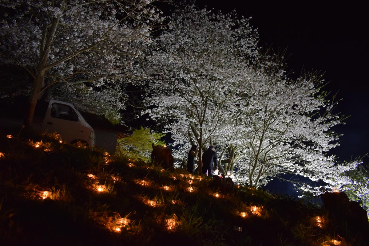 幻想的な夜桜～有明町上津浦祇園様 桜ライトアップ～の画像