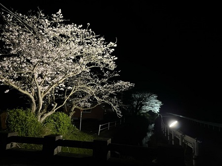 ★夜桜3
