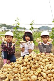 おっきなじゃがいもたくさんとれたよ