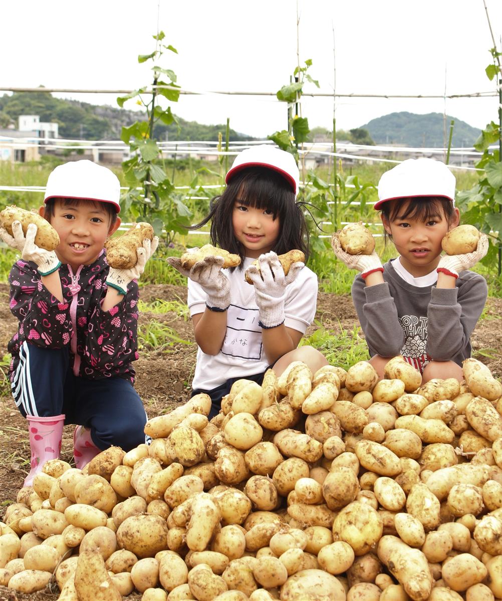 大収穫！地元小学生がじゃがいも作りを体験の画像