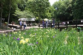 花しょうぶ