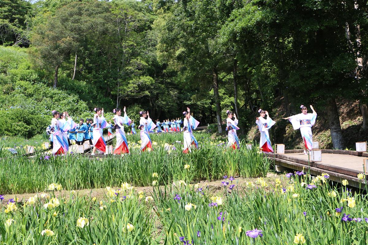 天草花しょうぶ祭りの画像