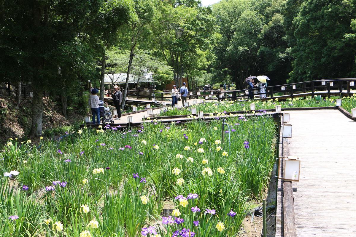 西日本屈指の花菖蒲園～第21回天草花しょうぶ祭り～の画像