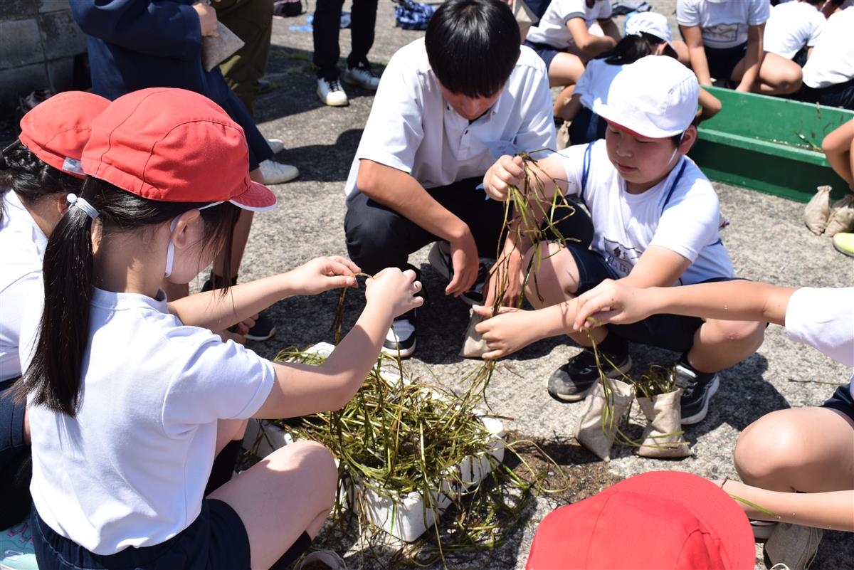 豊かに育て！海のゆりかご～有明小児童が海洋学習でアマモの種まき～の画像