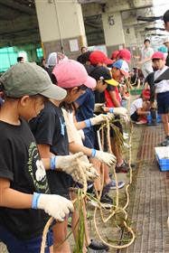 縄にアマモを植え付け中