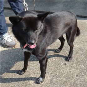 犬