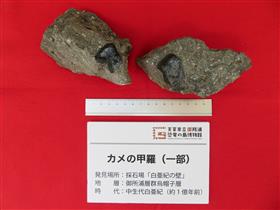 カメ化石