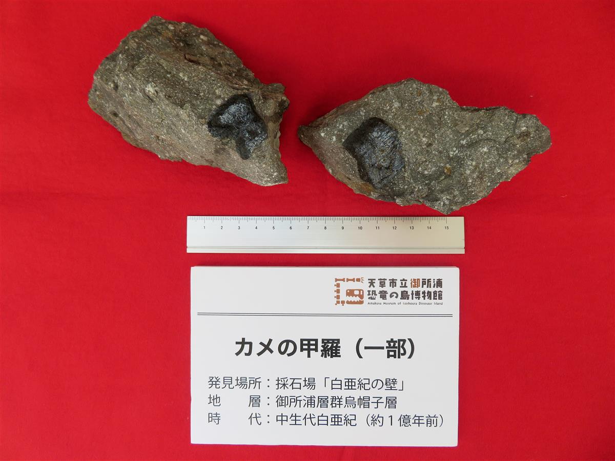 カメ化石の画像