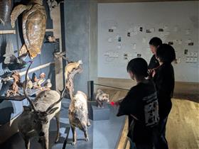 地元の生物の剥製を見つめる中学生