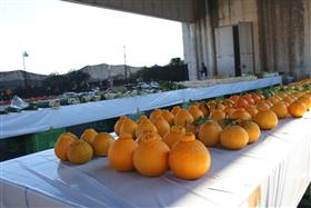 農産物品評会で展示された果物や野菜類