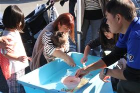 長洲町による金魚すくい