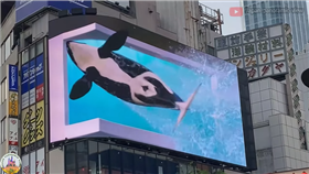 鴨川シーワールド 3D CM 新宿ビジョン２