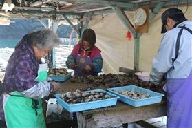 殻開け作業のようす