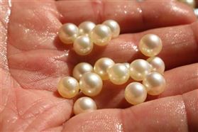 光り輝く“越物真珠”