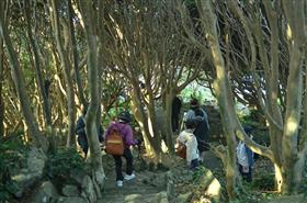 散策する参加者