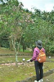 椿を鑑賞する参加者