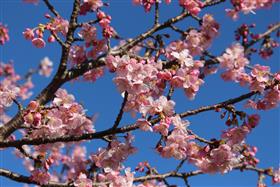 深海町の河津桜