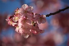 蜂も嬉しそうです🌸