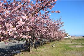 深海地区コミュニティセンター付近の🌸