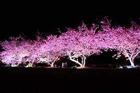 夜の河津桜