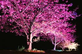 夜のライトアップ