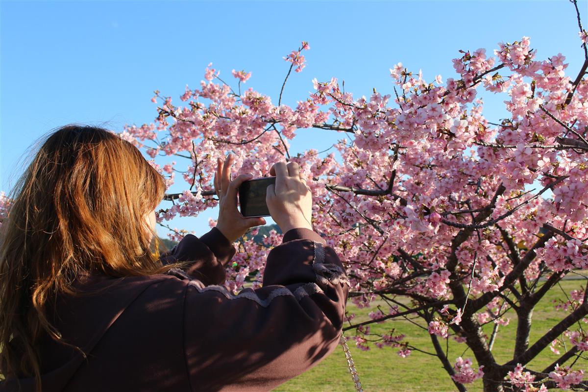 深海町河津桜の開花しましたの画像