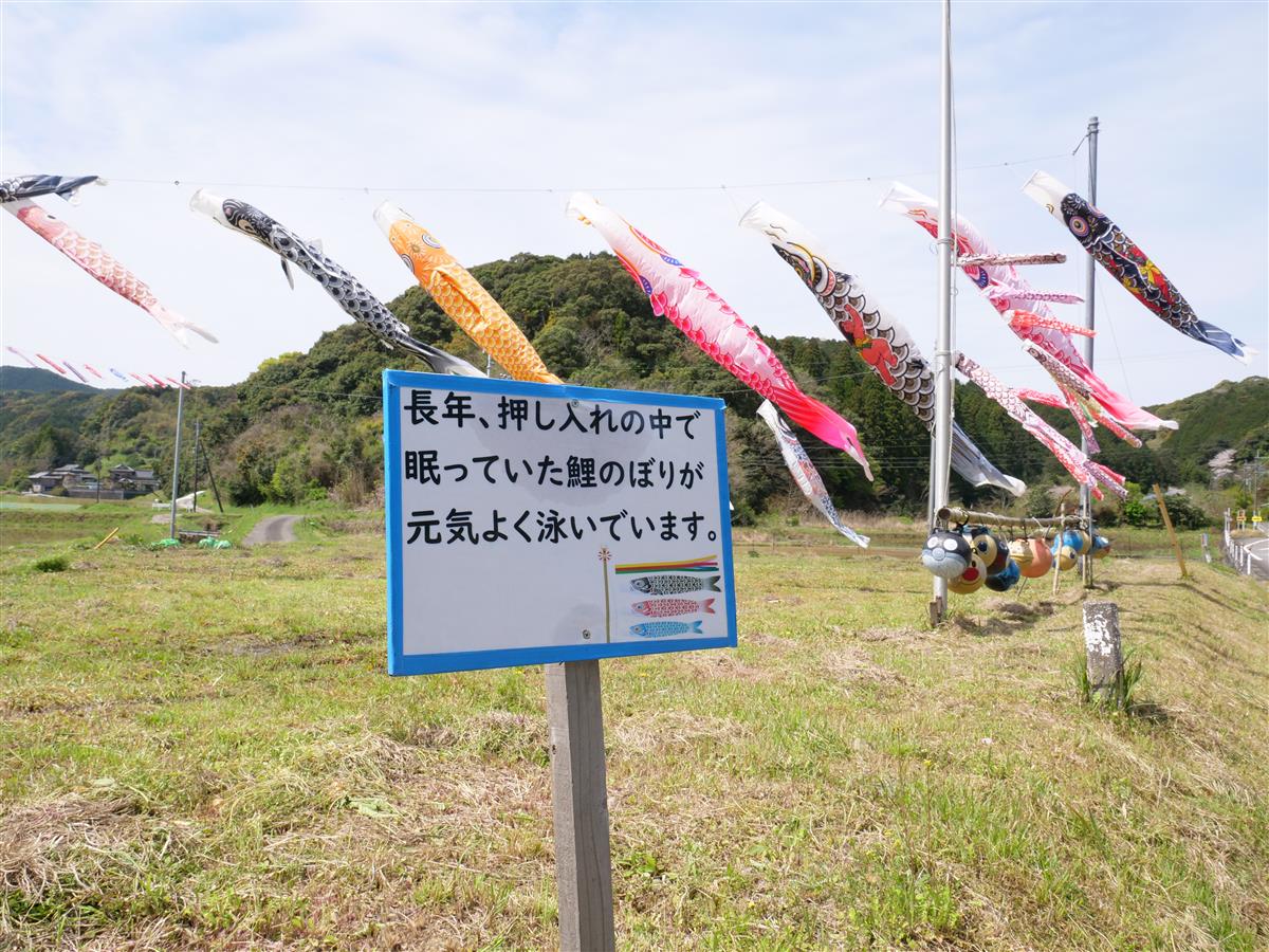 二浦の春空に泳ぐ鯉のぼりの画像