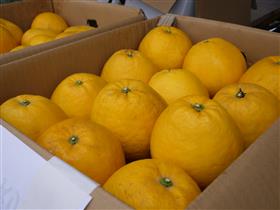 浅海のばんかん