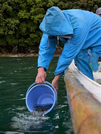 稚魚の放流