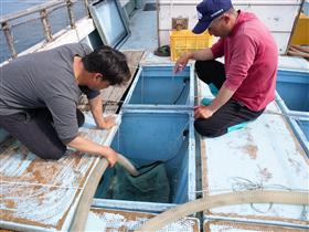 ヒラメの稚魚をいけすへ