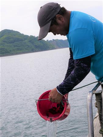牛深町の沖合で放流