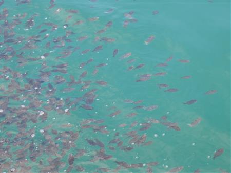 牛深の海を元気に泳ぐ稚魚