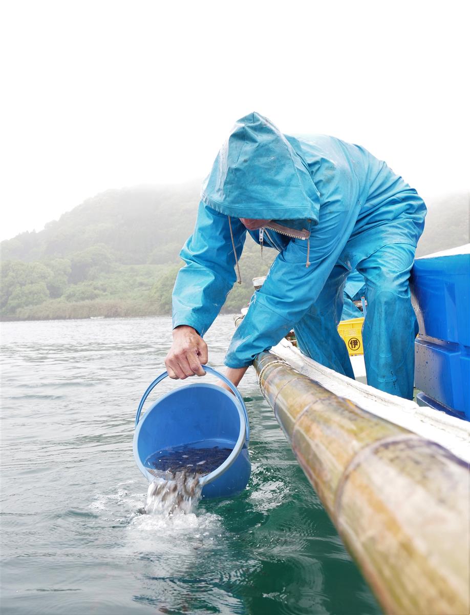 深海町沖合でカサゴの稚魚放流の画像