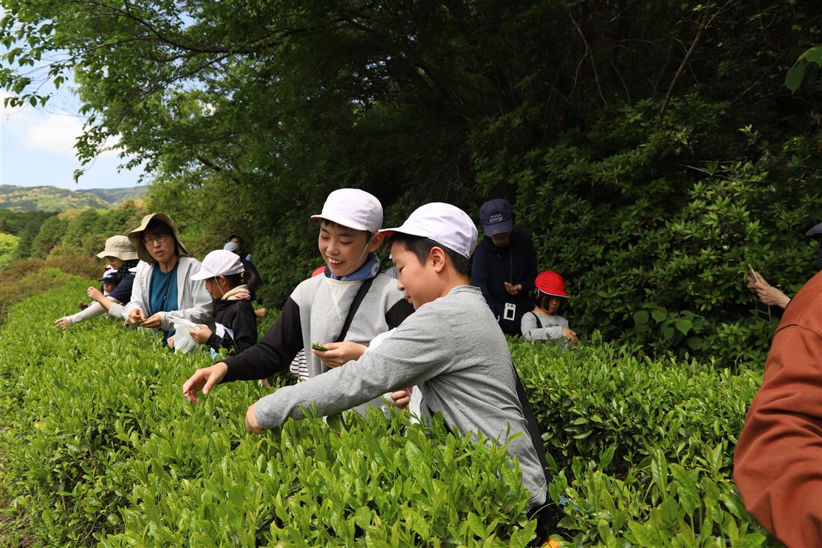 児童による茶摘みの画像