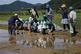 田んぼにそっと入るようす