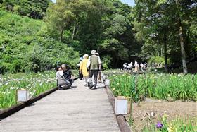 花しょうぶを鑑賞する来場者
