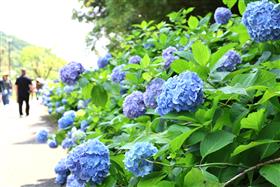 紫陽花も満開