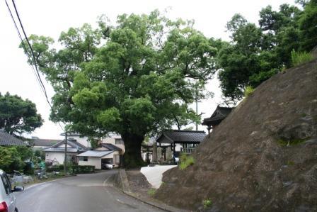 下浦船場天満宮の大楠