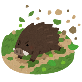 畑荒らすイノシシ