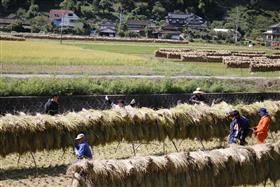 干し上がり、きれいに整列！すべての作業が完了 (2)