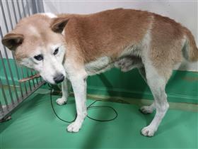 10月29日迷子犬