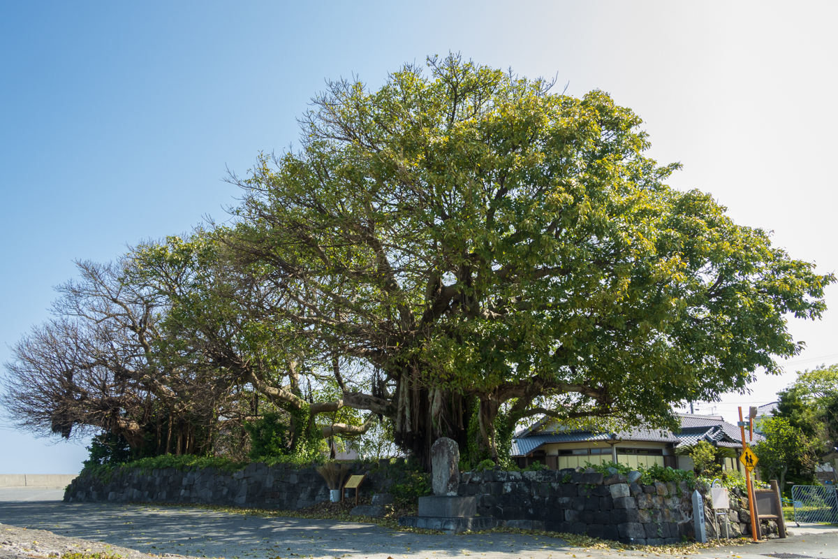 対岳楼跡アコウ樹の画像